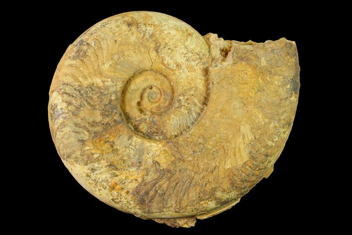 Toarcian Ammonite (Harpoceras) Fossil - France #153154